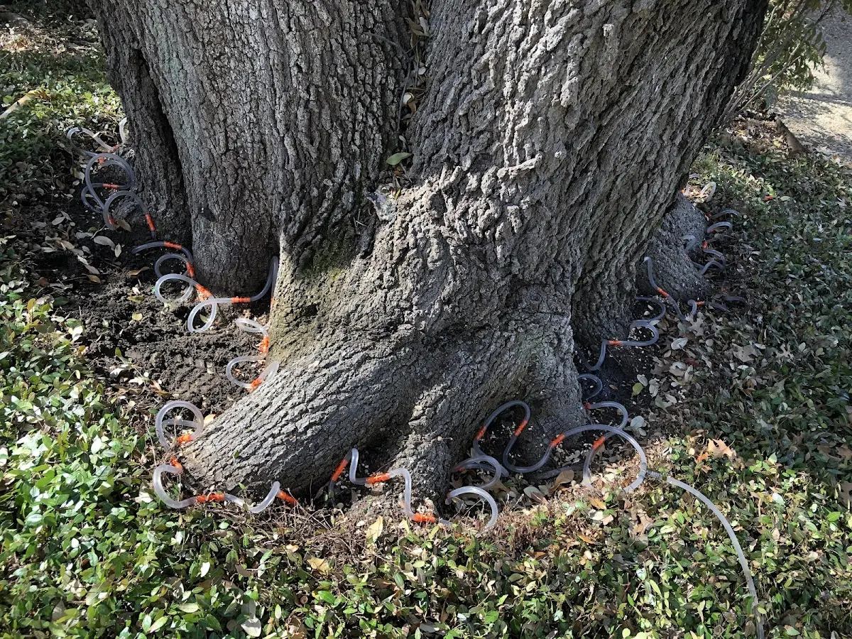 Detailed Tree Cabling and Bracing job site in Wytheville