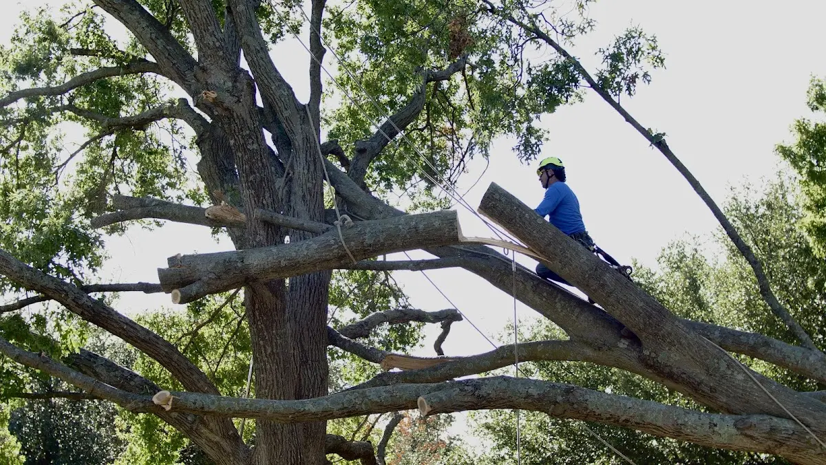 Professional Crown Thinning performed by certified arborists in Wytheville